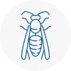 Timperley Wasp Nest Removal
